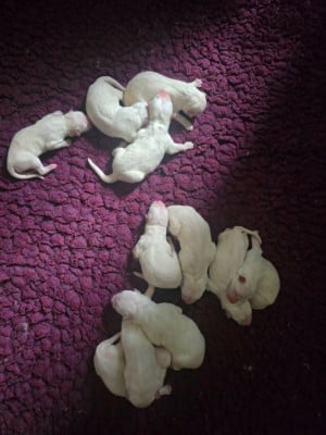 Les chiots de Berger Blanc Suisse