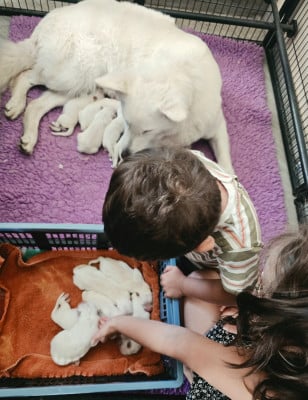 Les chiots de Berger Blanc Suisse