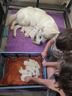 Les chiots de Berger Blanc Suisse