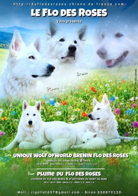 Les chiots de Berger Blanc Suisse