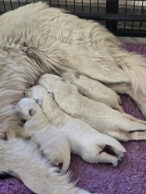 Les chiots de Berger Blanc Suisse