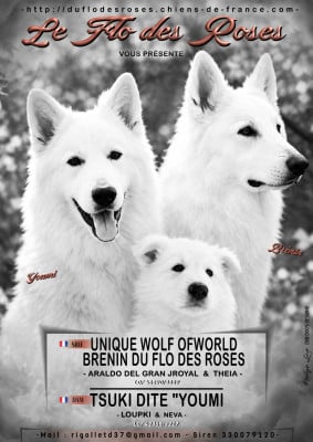 Les chiots de Berger Blanc Suisse