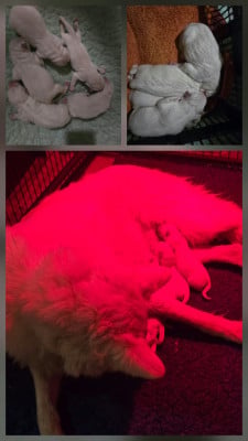 Les chiots de Berger Blanc Suisse