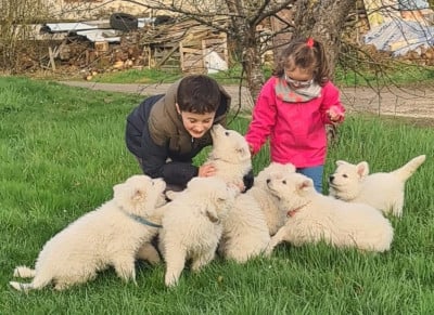Les chiots de Berger Blanc Suisse
