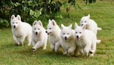 Les chiots de Berger Blanc Suisse
