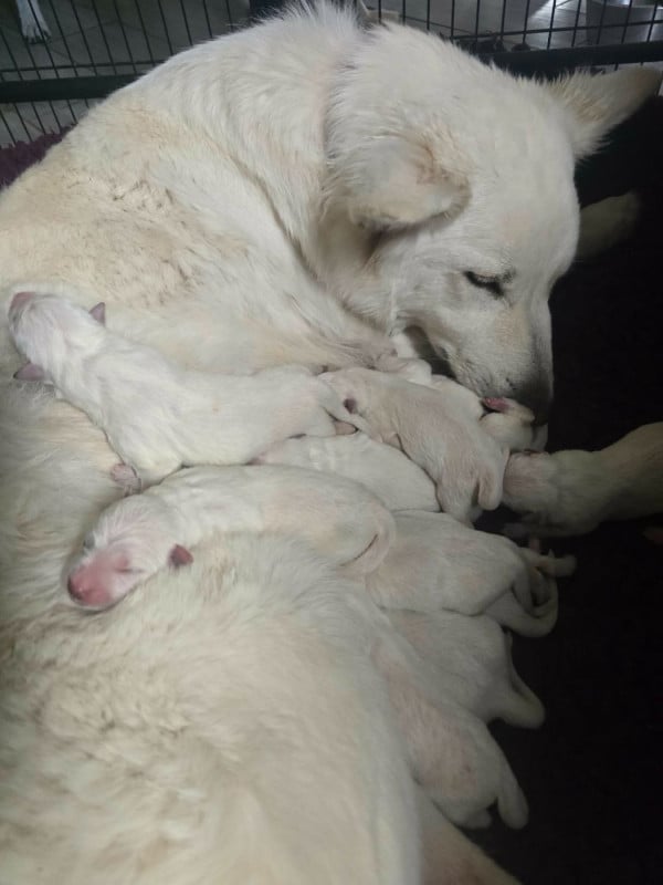 Berger Blanc Suisse - du Flo des Roses