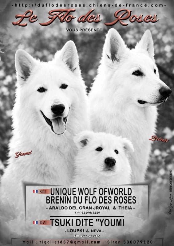 Berger Blanc Suisse - du Flo des Roses