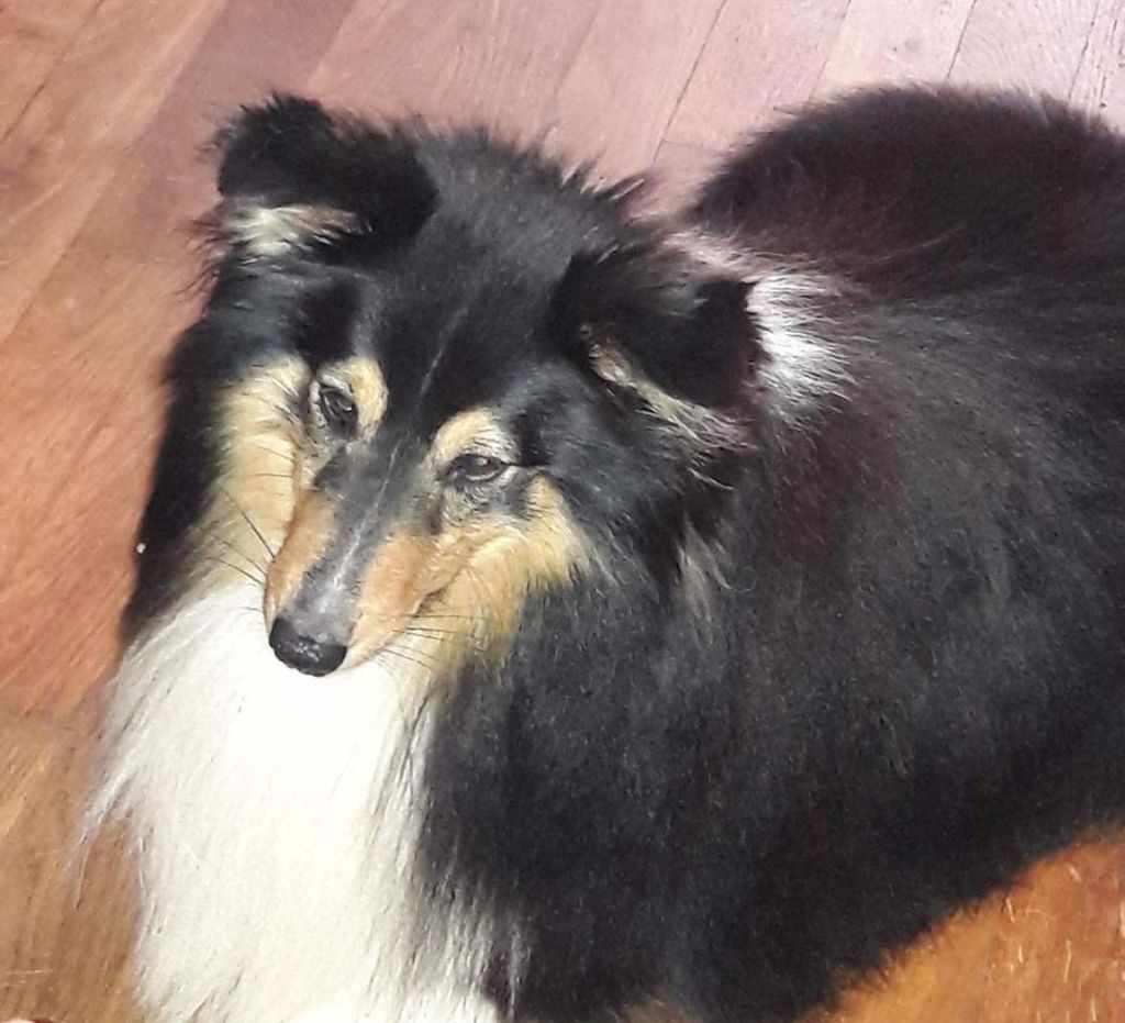 Publication : Des Doudous De La Grave Auteur : SCF - ENE Le Blanc (Karin Dupuy)