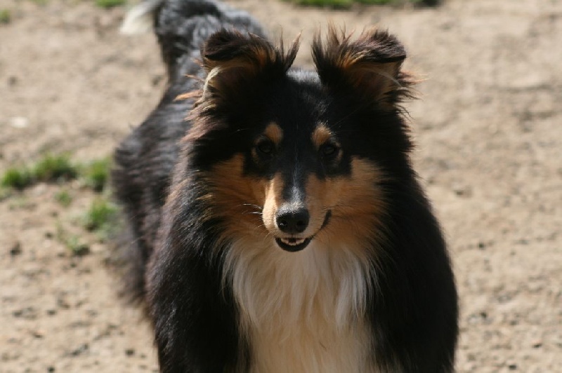 Publication : Des Doudous De La Grave Auteur : SCF - ENE Le Blanc (Karin Dupuy)