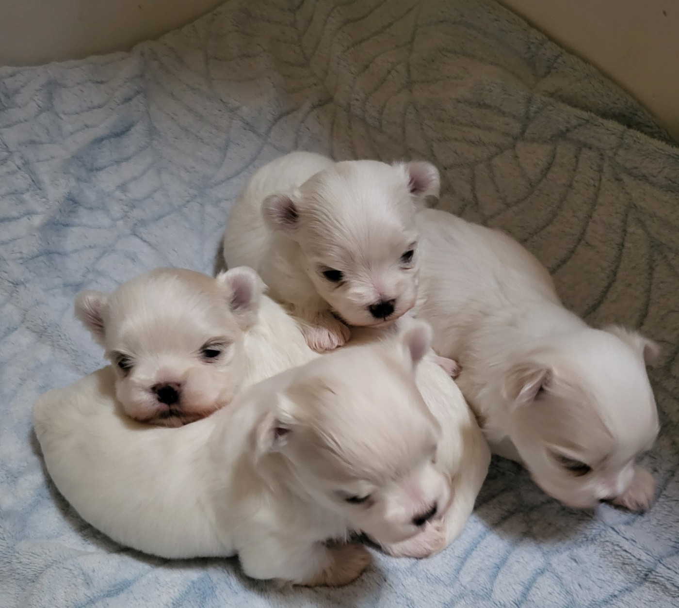 Chiot N°2 - Bichon maltais