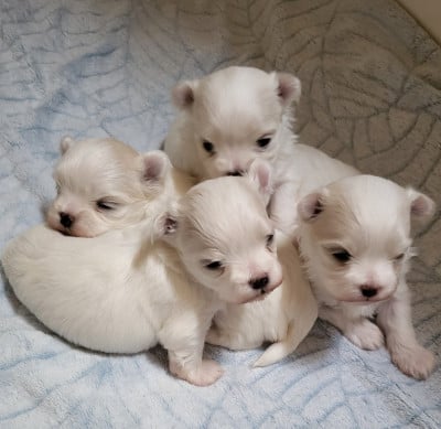 Les chiots de Bichon maltais