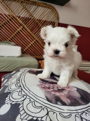 Les chiots de Bichon maltais