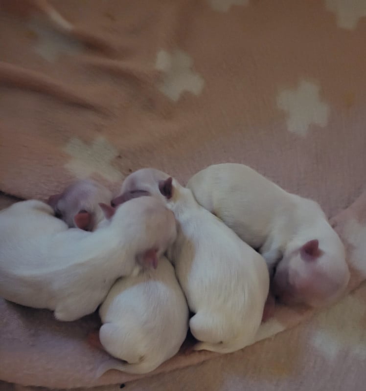 Bichon maltais - De La Colombe Saint Pierre