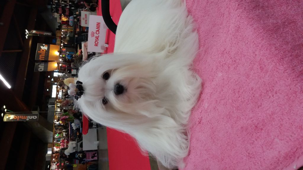 CH. Miss dior de L'Adoree Peneloppe - CACS E CACIB