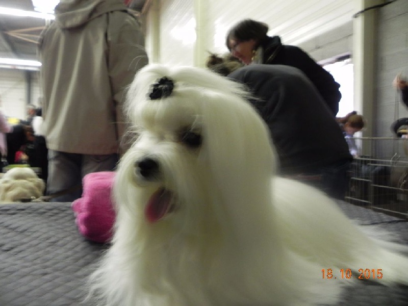 CH. Jason De la vallee des lutins bleus - 3°Excellent classe Jeune Mâle