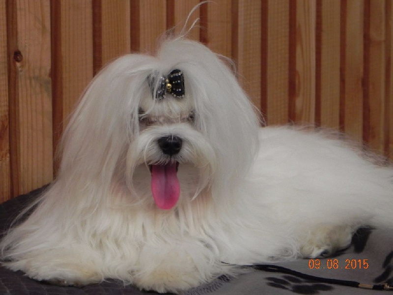 CH. Jason De la vallee des lutins bleus - 1er excellent