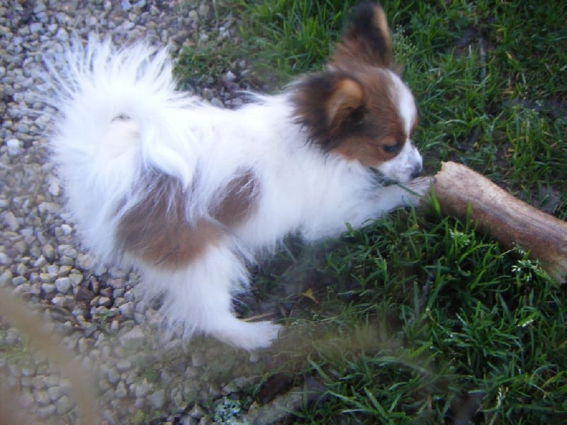 Publication : Des Anges De La Bergerie