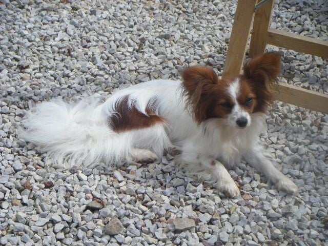 Publication : Des Anges De La Bergerie