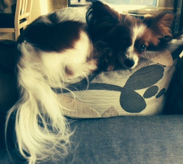 Publication : Des Anges De La Bergerie