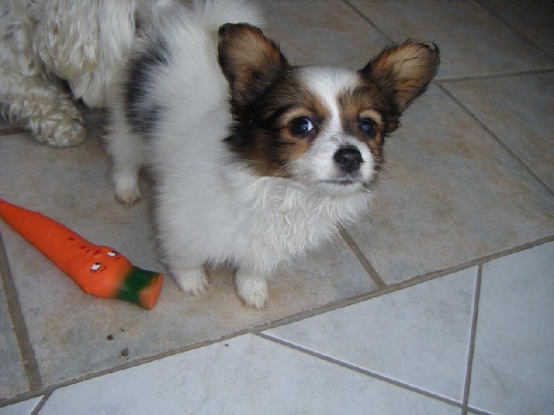 Publication : Des Anges De La Bergerie