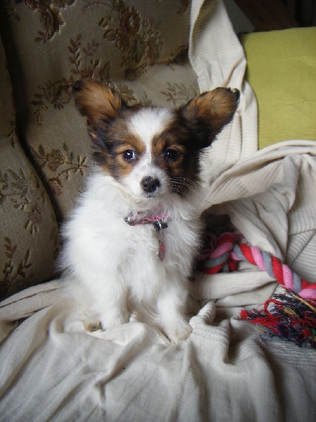 Publication : Des Anges De La Bergerie