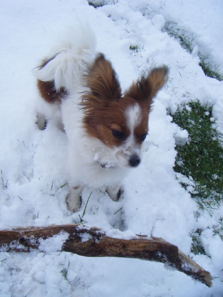 Publication : Des Anges De La Bergerie