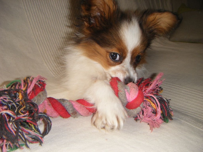 Publication : Des Anges De La Bergerie