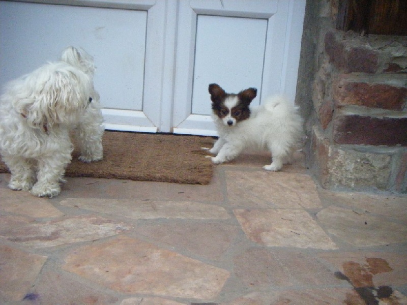 Publication : Des Anges De La Bergerie