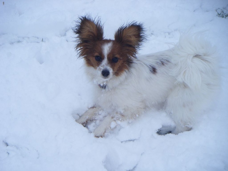 Publication : Des Anges De La Bergerie