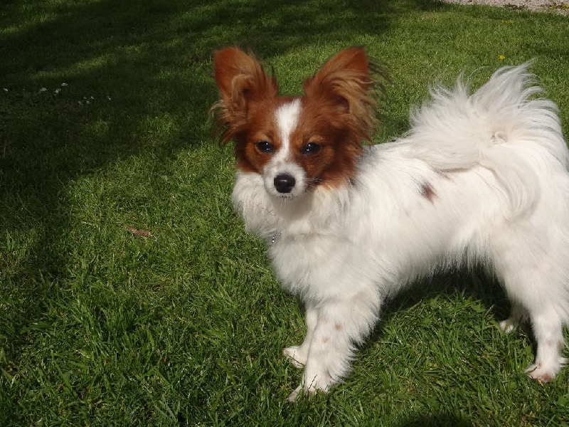 Publication : Des Anges De La Bergerie