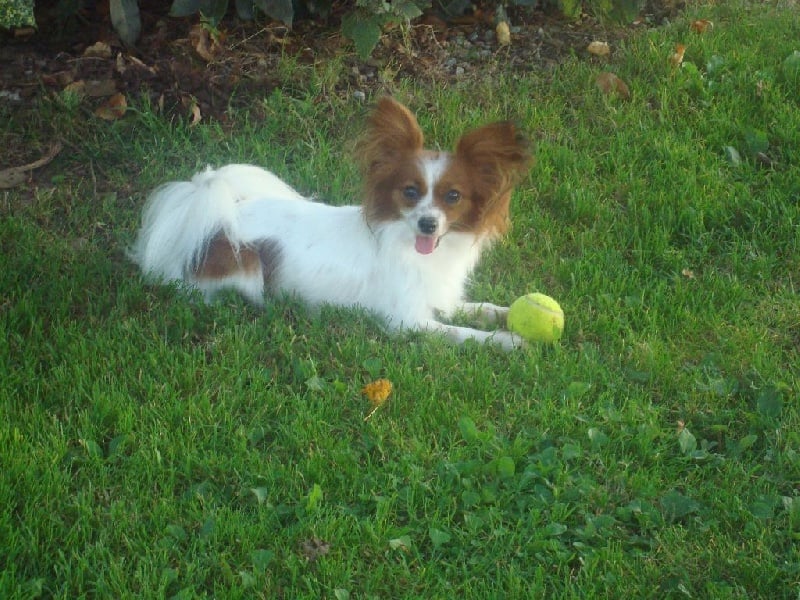 Publication : Des Anges De La Bergerie