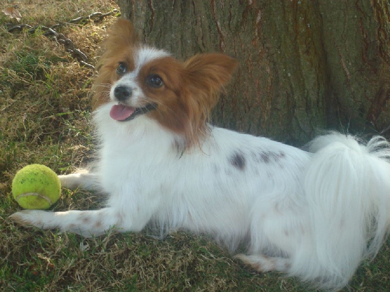 Publication : Des Anges De La Bergerie