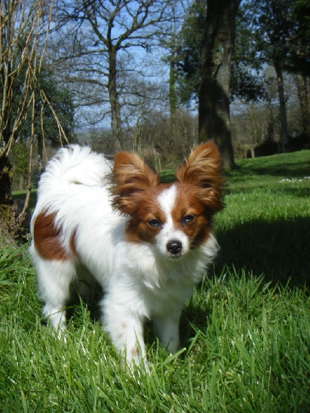 Publication : Des Anges De La Bergerie