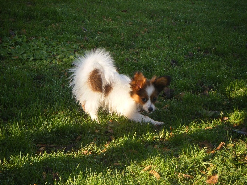 Publication : Des Anges De La Bergerie