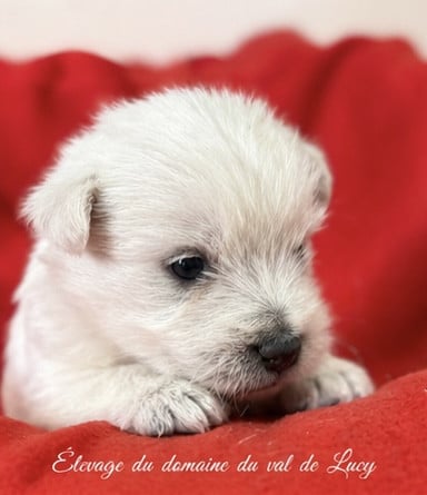 Chiot N°1 - West Highland White Terrier