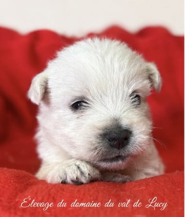 Chiot N°2 - West Highland White Terrier