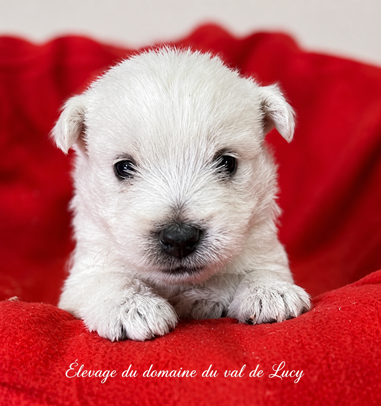 Chiot N°3 - West Highland White Terrier