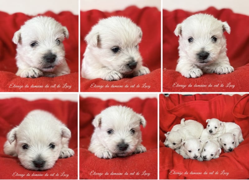 West Highland White Terrier - Du Domaine Du Val De Lucy