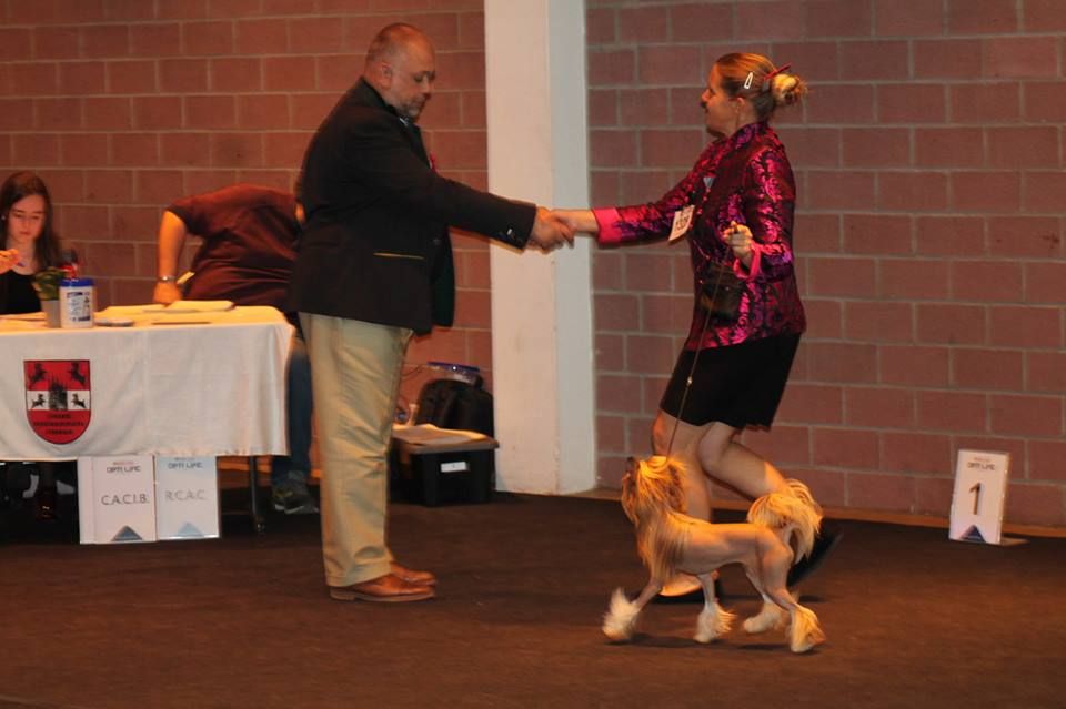 CH. Caribbean Criollo Q star in milky way - 1er Exc classe jeune BOB jeune, sélectionné au ring d'honneur