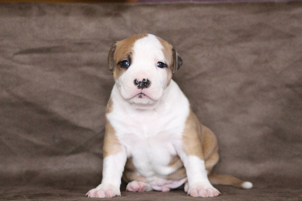 CHIOT - American Staffordshire Terrier