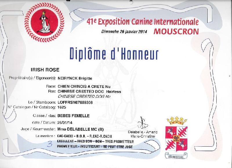 Irish rose Little Champs - Très prometteur