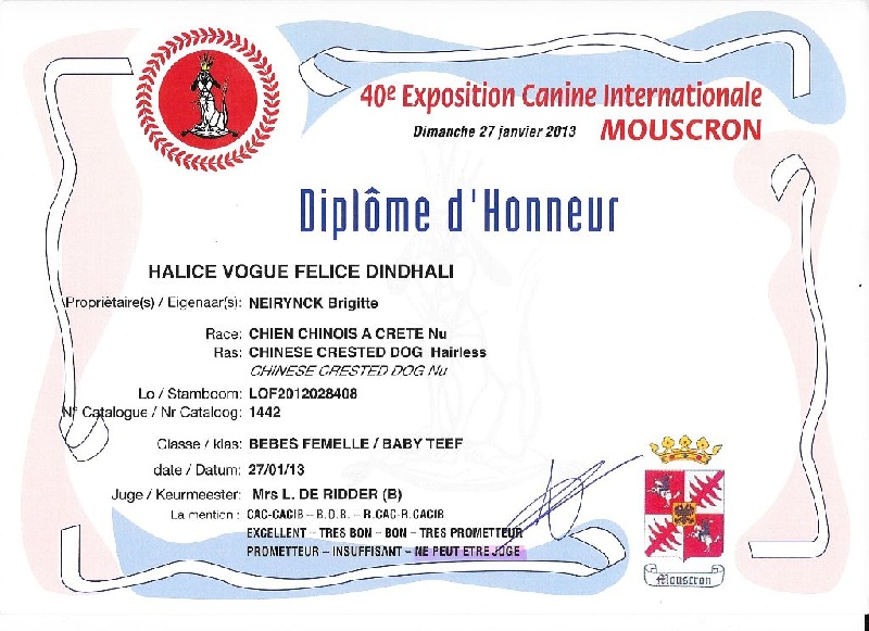 Dindhali halice dîndhali vogue félice - non