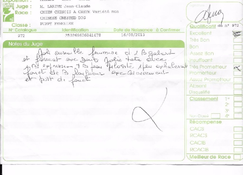 Irish rose Little Champs - Trés Prometteur