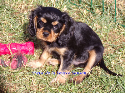Les chiots de Cavalier King Charles Spaniel