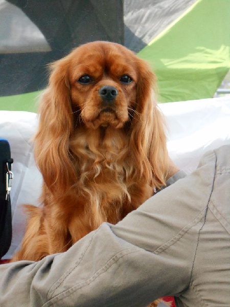 Jasmine of prestige royal - En classe Intermédiaire : 2éme TRES BON