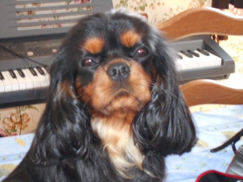 Jezabelle De La Feerie De Broceylande - Classe ouverte : TRES BON