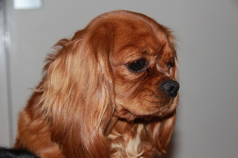 Jasmine of prestige royal - Classe Intermédiaire : TRES BON