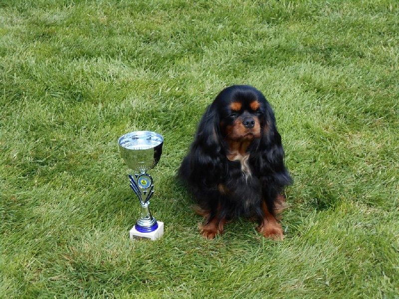 Jezabelle De La Feerie De Broceylande - Classe OUVERTE : 2éme EXCELLENT