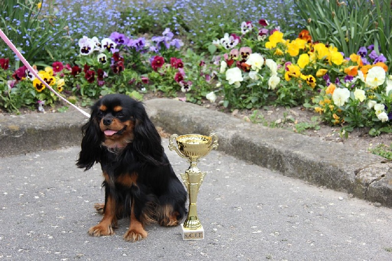 Jezabelle De La Feerie De Broceylande - 1 ere EXCELLENT
