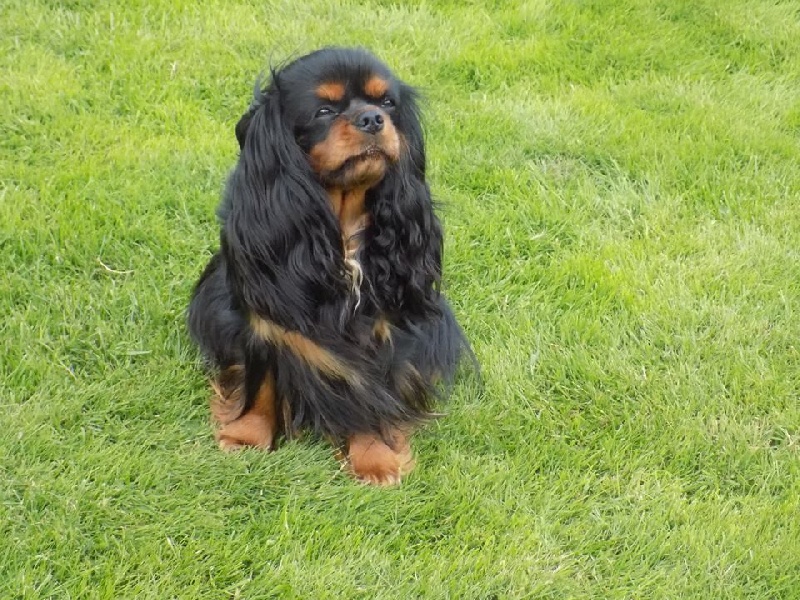 Jezabelle De La Feerie De Broceylande - En classe Ouverte : 1ére TRES BON
